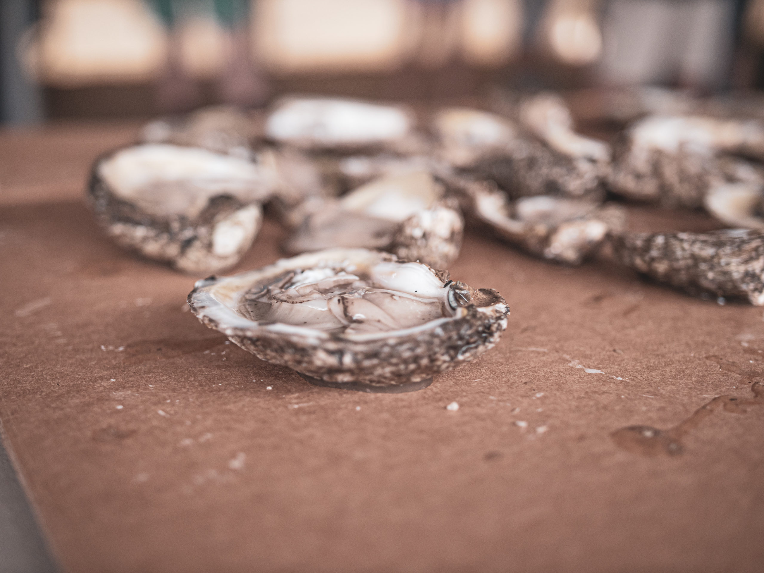 About NC Oyster Festival